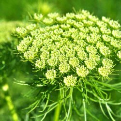 Tandstikkerurt fr�. Ammi visnaga. Ca. 1200 Fr�