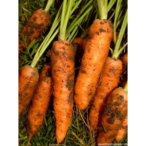 Gulerod. Amsterdam 2. Daucus carota var. sativus. Fr.