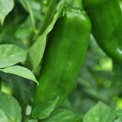 Chili fr�. Anaheim. Capsicum annuum. Ca. 10 Fr�.