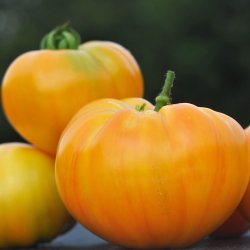 Tomat fr�. Ananas / Pineapple. Solanum lycopersicum.  Ca. 10 Fr�.