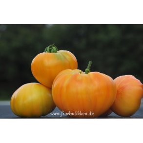 Tomat. Ananas / Pineapple. Solanum lycopersicum.  Fr.