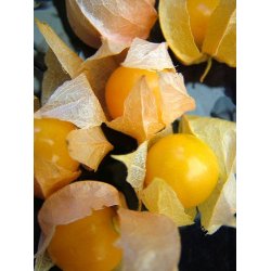 Ananaskirsebr. Physalis peruviana. Fr.