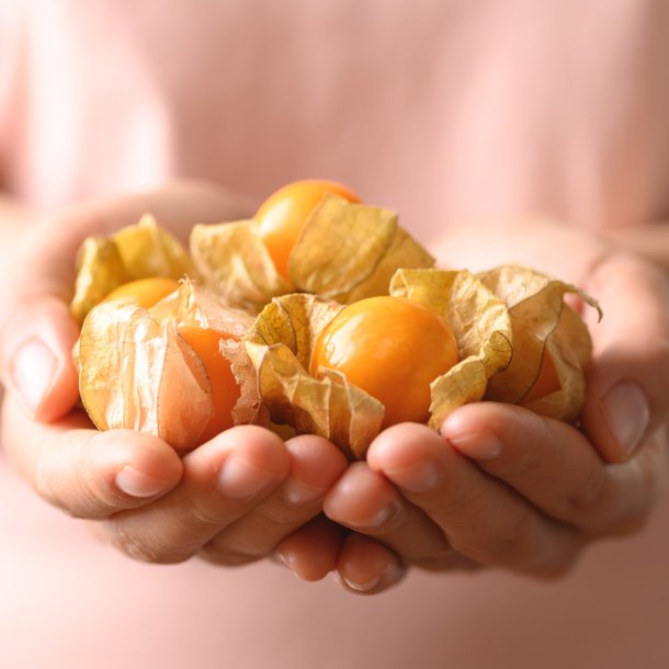 Ananaskirseb�r fr�. Physalis peruviana. Ca. 300 Fr�.