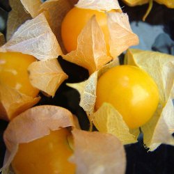 Ananaskirseb�r fr�. Physalis peruviana. Ca. 300 Fr�.