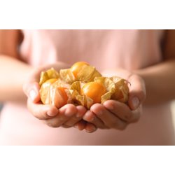 Ananaskirsebr. Physalis peruviana. Fr.