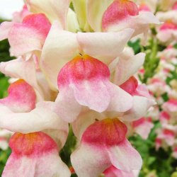 L�vemund fr�. Appleblossom. Antirrhinum majus. XL pose. Ca. 42000 Fr�