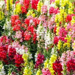 L�vemund fr�. Mixed. Antirrhinum majus. Ca. 4350 Fr�.