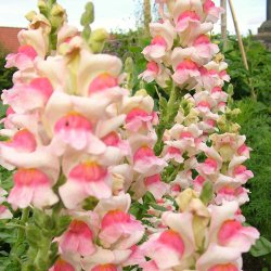 L�vemund fr�. Appleblossom. Antirrhinum majus. XL pose. Ca. 42000 Fr�