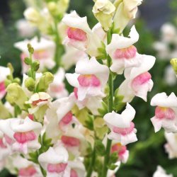 L�vemund fr�. Appleblossom. Antirrhinum majus. XL pose. Ca. 42000 Fr�