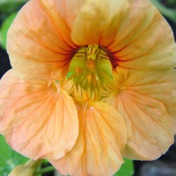 Blomsterkarse fr�. Apricot. Tropaeolum nanum. XL pose. Ca. 900 Fr�