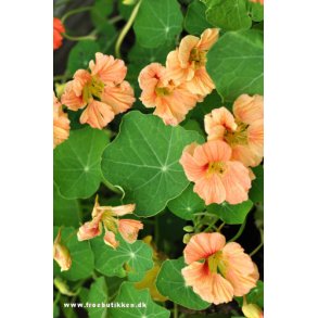 Blomsterkarse. Apricot. Tropaeolum majus. Fr