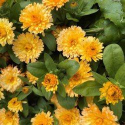 Morgenfrue fr�. Apricot twist. Calendula officinalis. Ca. 550 Fr�