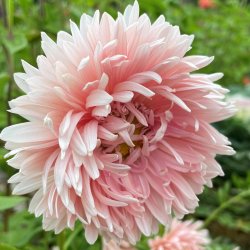 Sommerasters fr�. Paeony apricot chamois. Callistephus chinensis. Ca. 160 Fr�
