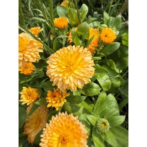 Morgenfrue. Apricot twist. Calendula officinalis. Fr
