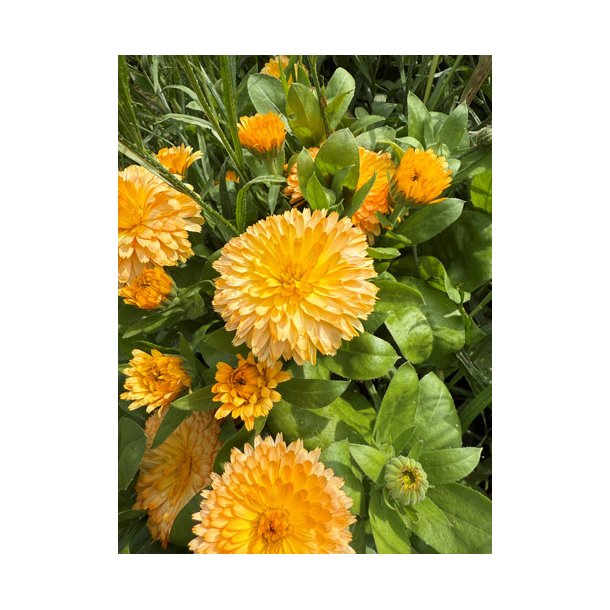 Morgenfrue. Apricot twist. Calendula officinalis. Fr