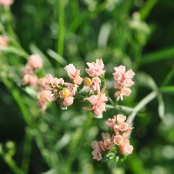 Hindeb�ger / Staticer fr�. Apricot. Limonium sinuatum. Ca. 275 Fr�