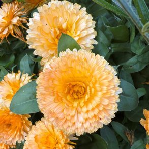 Morgenfrue fr�. Apricot twist. Calendula officinalis. Ca. 550 Fr�