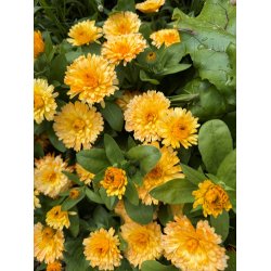 Morgenfrue. Apricot twist. Calendula officinalis. Fr