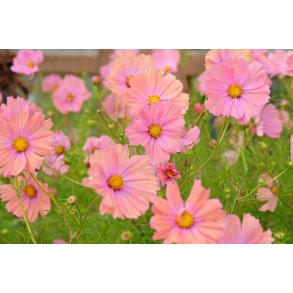 Stolt kavaler. Apricotta. Cosmos bipinnatus. Fr