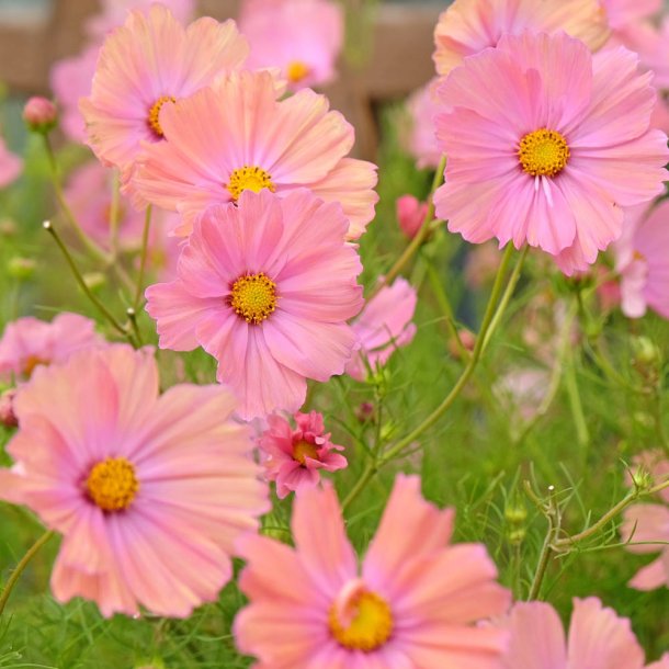 Stolt kavaler fr�. Apricotta. Cosmos bipinnatus. Ca. 30 Fr�