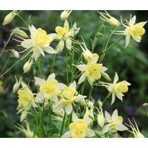 Akelejer. Yellow. Aquilegia chrysantha. Fr.
