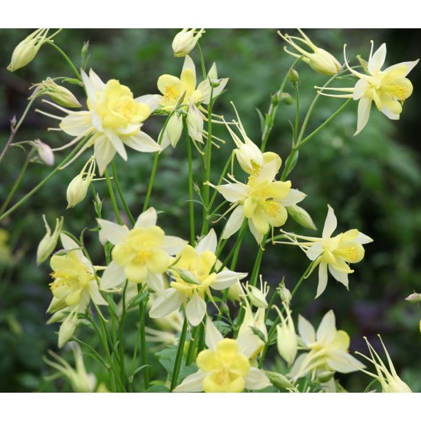 Akelejer. Yellow. Aquilegia chrysantha. Fr.