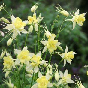 Akeleje fr�. Yellow. Aquilegia chrysantha. Ca. 450 Fr�.