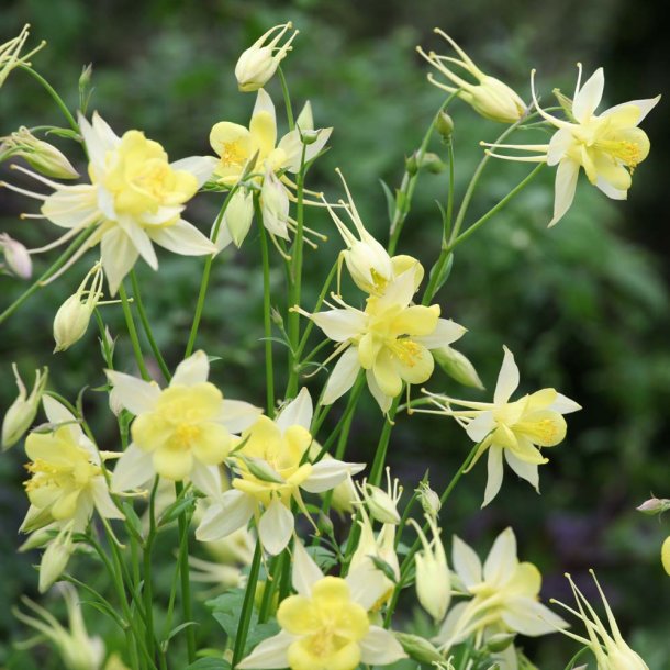 Akeleje fr�. Yellow. Aquilegia chrysantha. Ca. 450 Fr�.