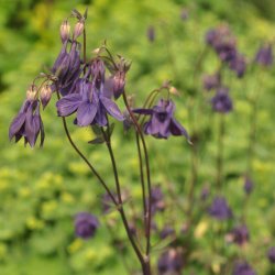 Akelejer fr�. Wild form. Aquilegia vulgaris. Ca. 350 Fr�