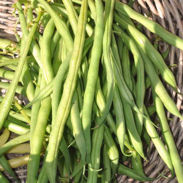 B�nner fr�. Argus. Phaseolus vulgaris. Buskb�nner. XL pose. Ca. 215 Fr�.