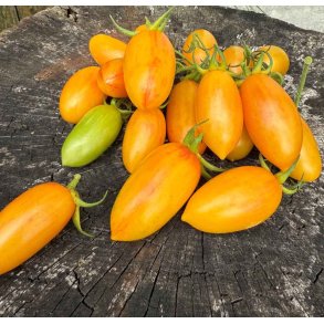 Tomat. Artisan Blush tiger. Solanum lycopersicum. Fr