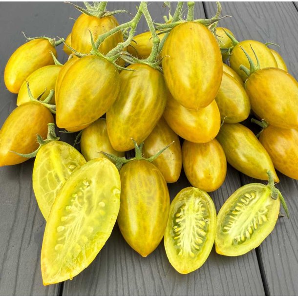 Tomat. Artisan green tiger. Solanum lycopersicum. Fr