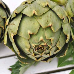 Artiskokker fr�. Green globe. Cynara scolymus. Ca. 50 Fr�.