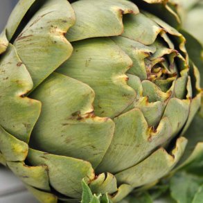Artiskokker fr�. Green globe. Cynara scolymus. Ca. 50 Fr�.