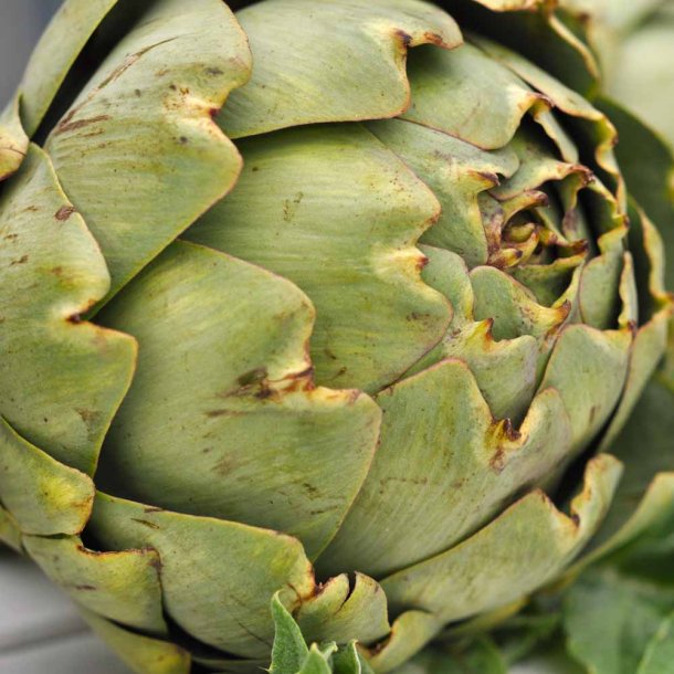 Artiskokker fr�. Green globe. Cynara scolymus. Ca. 50 Fr�.