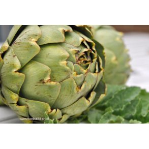 Artiskokker. Green globe. Cynara scolymus. Fr.