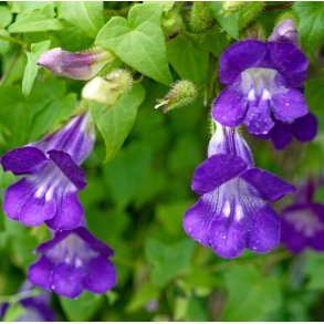 Klatre Asarina. Asarina scandens. Fr