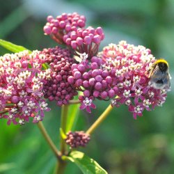 Rosensilkeplante fr�. Carmine rose. Asclepias incarnata. Ca. 50 Fr�.