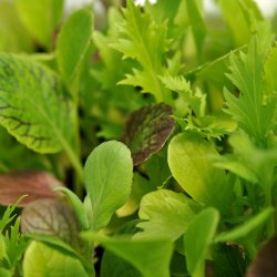 Salat fr�. Asian mixed. Ca. 2300 Fr�.