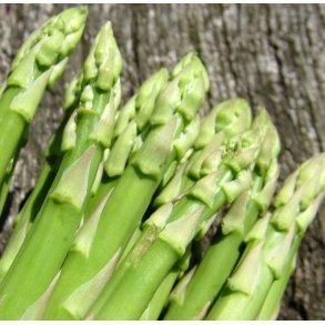 Asparges. Mary Washington. Asparagus officinalis. Fr.