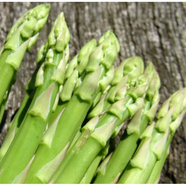 Asparges. Mary Washington. Asparagus officinalis. Fr.