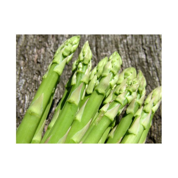 Asparges. Mary Washington. Asparagus officinalis. Fr.