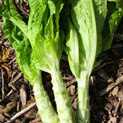 Aspargessalat fr�. Lactuca sativa var. augustana. Ca. 850 Fr�