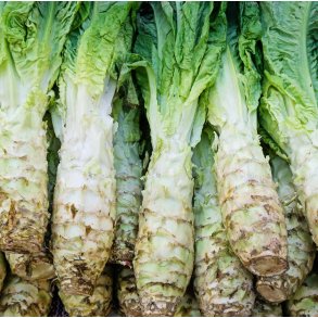 Aspargessalat. Lactuca sativa var. augustana. Fr