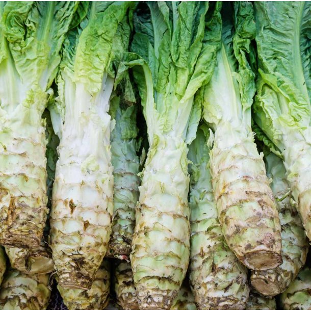 Aspargessalat. Lactuca sativa var. augustana. Fr