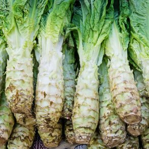 Aspargessalat fr�. Lactuca sativa var. augustana. Ca. 850 Fr�