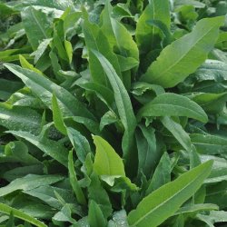 Aspargessalat fr�. Lactuca sativa var. augustana. Ca. 850 Fr�