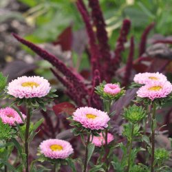 Sommerasters fr�. Matsumoto Pink. Callistephus chinensis. Ca. 160 Fr�