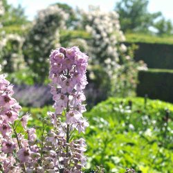 Riddersporer. Astolat. Delphinium x cultorum. Ca. 140 Fr�.