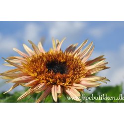 Solsikker. Astra rose. Helianthus annuus. Fr.